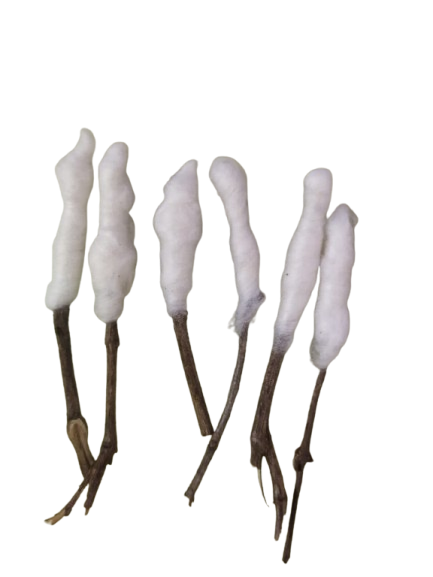 Tulasi stick (50 sticks)